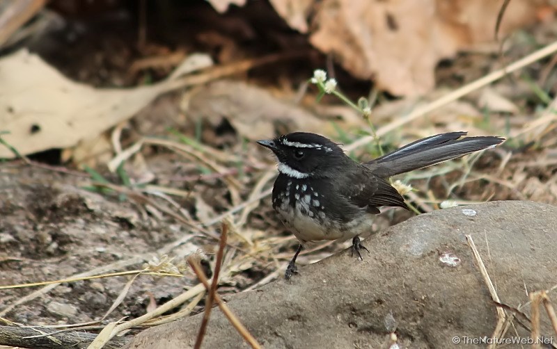 White-spotted Fantail